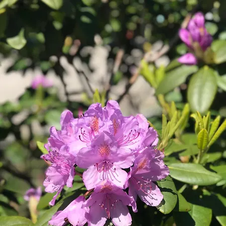 Luxe Glamping Tent Met Sterrenhemel * Rijsenhout