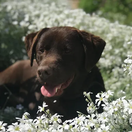 Luxe Glamping Tent Met Sterrenhemel Luxusní stan